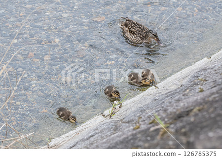 京都市高野川水邊的綠頭鴨與鴨雛 126785375
