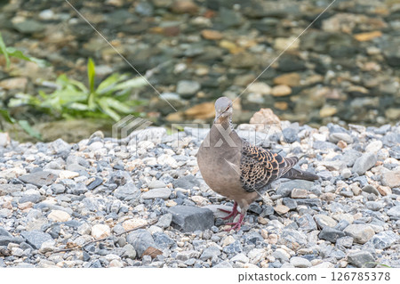 斑鳩（日本斑鳩）京都市高野川 126785378