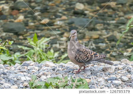 Turtle dove (Japanese turtle dove) Takanogawa River, Kyoto City 126785379