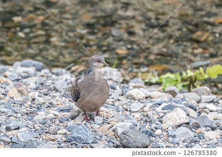Turtle dove (Japanese turtle dove) Takanogawa River, Kyoto City 126785380
