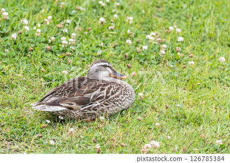 京都市鴨川河岸綠地中休息的雌性野鴨 126785384