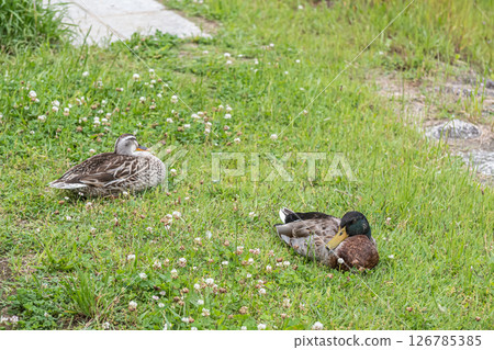 A pair of mallard ducks relaxing in the green space on the riverbank, Kamo River, Kyoto City 126785385