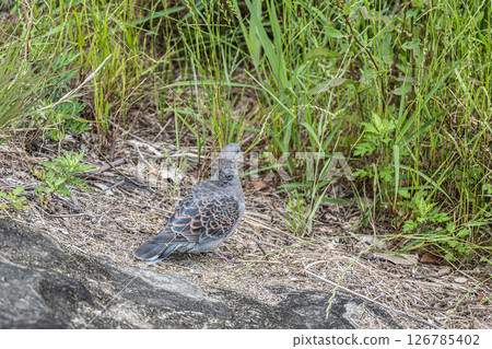 斑鳩（日本斑鳩）京都市高野川 126785402