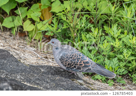 斑鳩(日本斑鳩)京都市高野川 斑鳩(日本斑鳩)京都市高野川 126785403