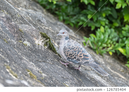 斑鳩(日本斑鳩)京都市高野川 斑鳩(日本斑鳩)京都市高野川 126785404