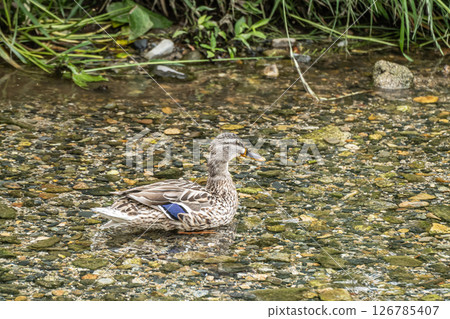 綠頭鴨(雌性)京都市高野川 綠頭鴨(雌性)京都市高野川 126785407