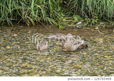 綠頭鴨（雌性）京都市高野川 126785409