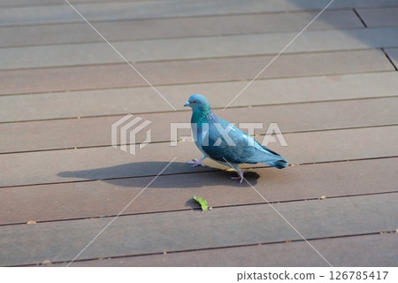 一隻鴿子在人行道上行走，它長長的影子形成了鮮明的對比 126785417