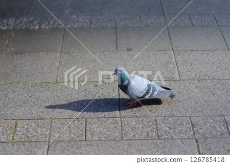 The contrast between a pigeon walking on the pavement and its long shadow The contrast between a pigeon walking on the pavement and its long shadow 126785418
