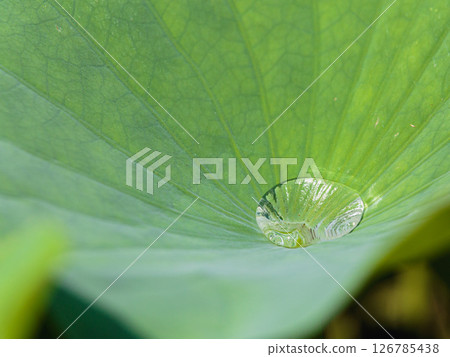 在蓮花葉子的水滴 在蓮花葉子的水滴 126785438