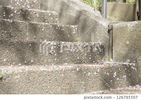 Late spring, cherry blossom petals pile up on the stairs, fallen cherry blossom petals collect in the alley 126785507