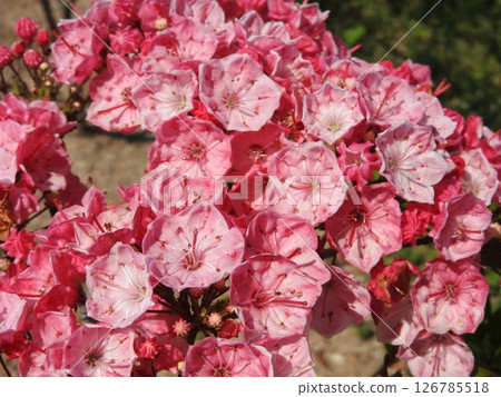 Flowers of blooming Kalmia (American rhododendron) Flowers of blooming Kalmia (American rhododendron) 126785518