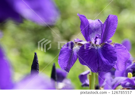 Softly blooming purple flowers, iris, green background, early summer 126785557