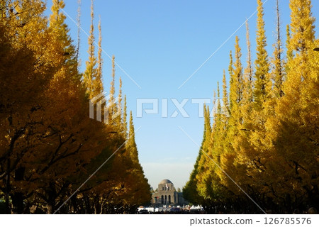 The symbol of Meiji Shrine's outer gardens: the ginkgo tree line The symbol of Meiji Shrine's outer gardens: the ginkgo tree line 126785576