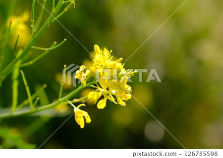 強姦開花 126785598