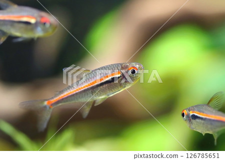 Beautiful red line tetra fish in aquarium Beautiful red line tetra fish in aquarium 126785651