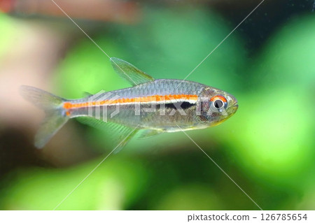 Beautiful red line tetra fish in aquarium Beautiful red line tetra fish in aquarium 126785654