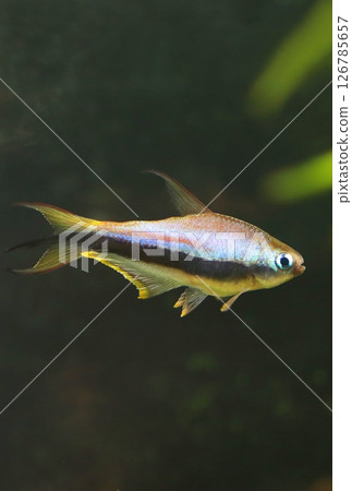 Beautiful emperor tetra fish in aquarium 126785657