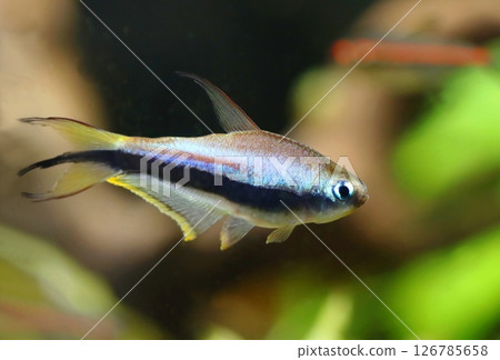 Beautiful emperor tetra fish in aquarium Beautiful emperor tetra fish in aquarium 126785658