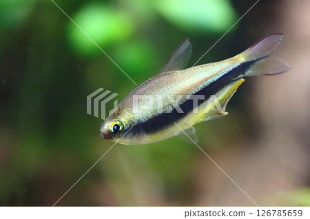 Beautiful emperor tetra fish in aquarium 126785659
