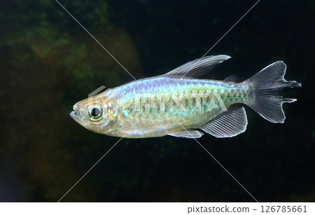 Beautiful multicoloured congo tetra fish in aquarium Beautiful multicoloured congo tetra fish in aquarium 126785661