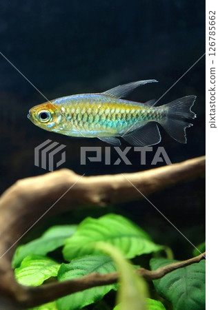 Beautiful multicoloured congo tetra fish in aquarium 126785662