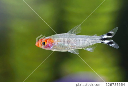 Beautiful rummy nose tetra fish in aquarium Beautiful rummy nose tetra fish in aquarium 126785664