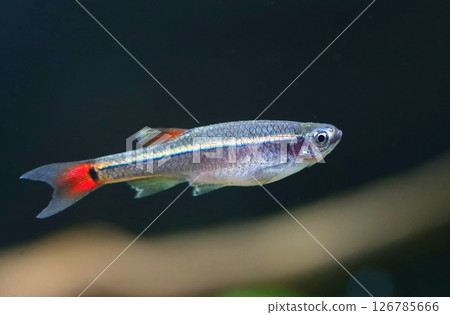 The white cloud mountain minnow fish in aquarium 126785666