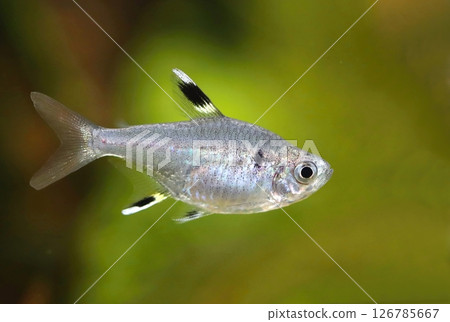Interesting X ray tetra fish in aquarium 126785667