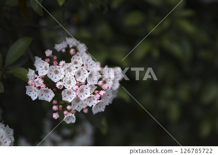 Karmia Karmia 126785722