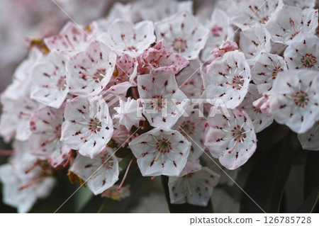 Karmia Karmia 126785728