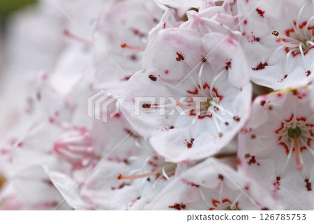 Karmia Karmia 126785753