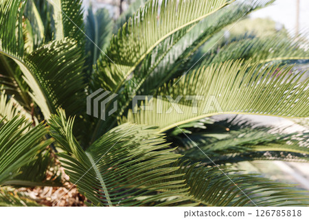 A close-up view of lush cycad palm leaves basking in sunlight in urban environment. Concept of tropical plants, outdoor greenery and urban nature integration. 126785818