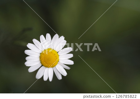 Chamomile flowers 126785822