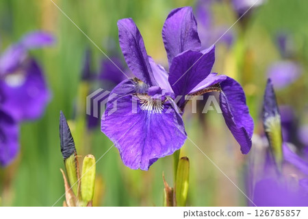 美麗柔和綻放的紫色花朵、鳶尾花、綠色背景 126785857