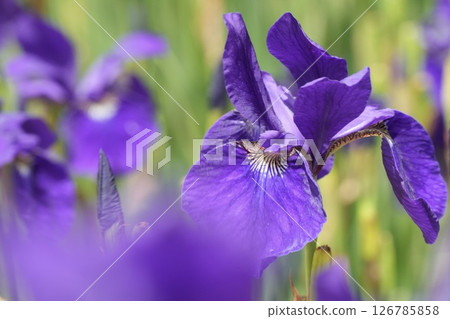 美麗柔和綻放的紫色花朵、鳶尾花、綠色背景 126785858