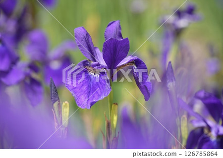 美麗柔和綻放的紫色花朵、鳶尾花、綠色背景 美麗柔和綻放的紫色花朵、鳶尾花、綠色背景 126785864