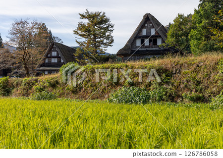 Traditional gassho zukuri farmhouses in Ainokura, Japan behind a lush green rice field Traditional gassho zukuri farmhouses in Ainokura, Japan behind a lush green rice field 126786058