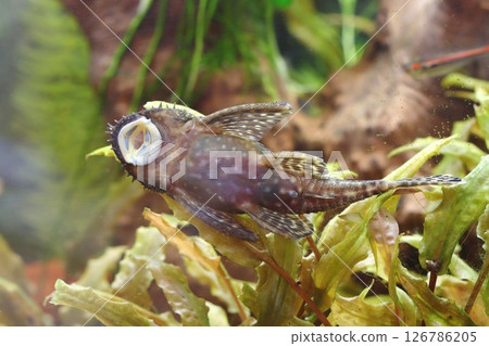 Detail of bristle nose catfish in aquarium Detail of bristle nose catfish in aquarium 126786205