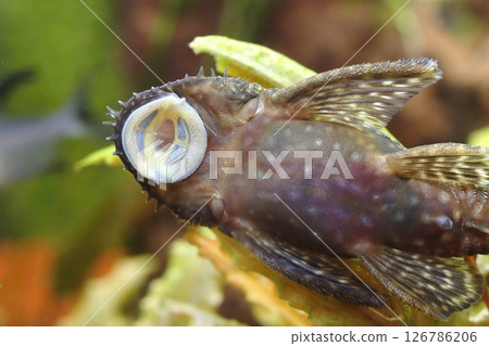 Detail of bristle nose catfish in aquarium Detail of bristle nose catfish in aquarium 126786206
