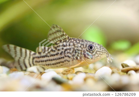Beautiful sterba corydoras in aquarium 126786209