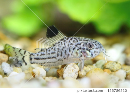 Beautiful leopard catfish in aquarium 126786210