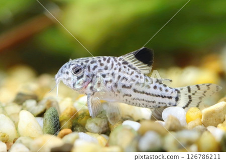 Beautiful leopard catfish in aquarium 126786211