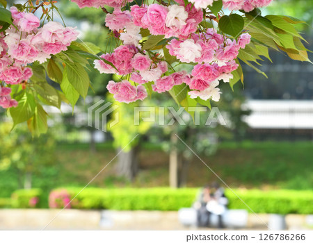 和田倉噴泉公園的重瓣櫻花和坐在長椅上的人 和田倉噴泉公園的重瓣櫻花和坐在長椅上的人 126786266