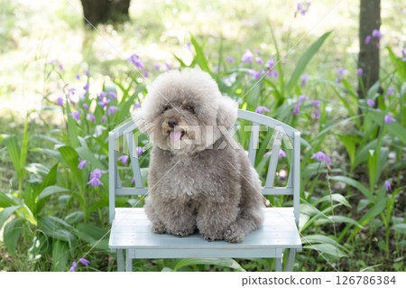 A smiling toy poodle and a flower of the lily of the valley 126786384