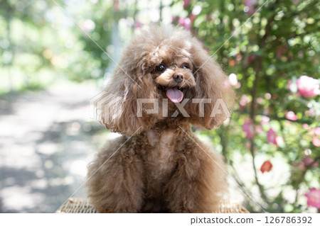 一隻玩具貴賓犬拿著玫瑰在椅子上微笑 一隻玩具貴賓犬拿著玫瑰在椅子上微笑 126786392