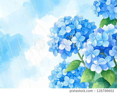 Hydrangea rain rainy season 126786602