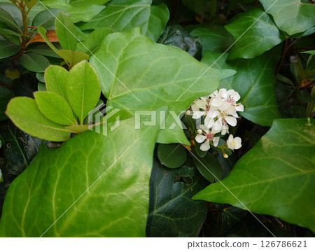 在花壇的葉子間盛開的 Rhaphiolepis 屬的白色花朵 126786621