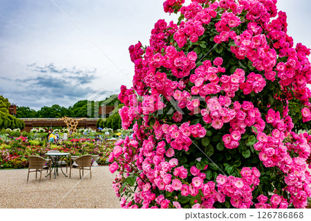 一朵紅玫瑰 一朵紅玫瑰 126786868