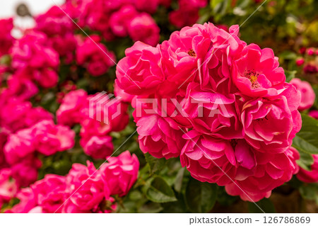 一朵紅玫瑰 一朵紅玫瑰 126786869